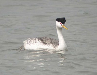 Clark's Grebe 70