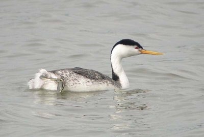 Clark's Grebe 70