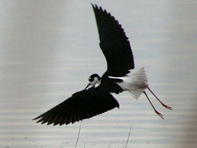 Black-necked Stilt 145