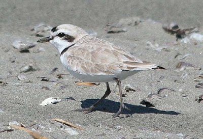 Snowy Plover 138