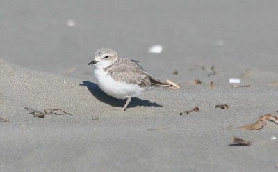 Snowy Plover 138