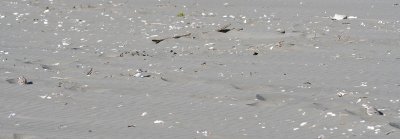 Snowy Plover 138