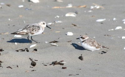 Snowy Plover 138 w/ Sanderling 166