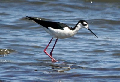 Black-necked Stilt 145