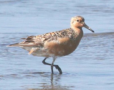 Red Knot 165