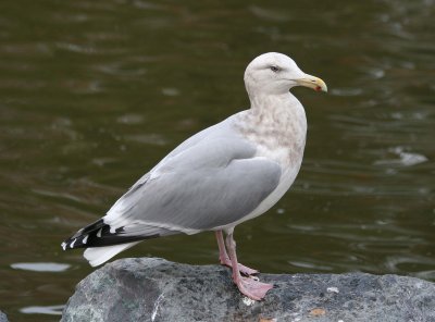 Herring Gull   201