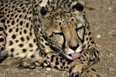 Cheetah cleaning