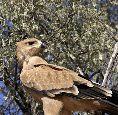 Roofarend (Tawny Eagle)