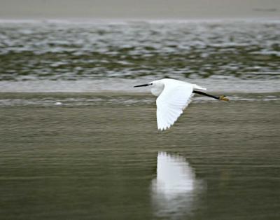 Kleinwitreier (Little Egret)