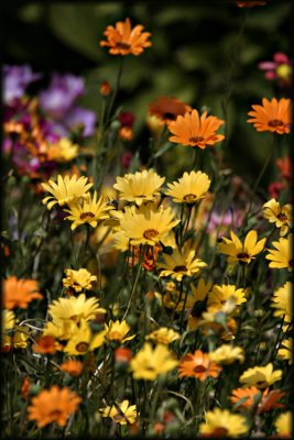 Namaqualand se daisies