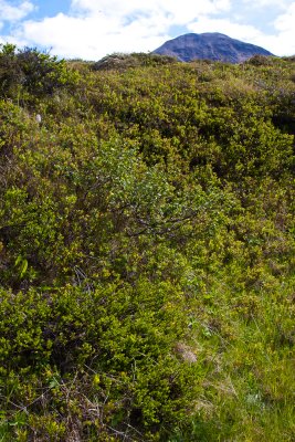 Baula   Hva er fjalldrapi og hva birki