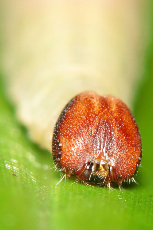 LP71030015 Caterpillar.jpg