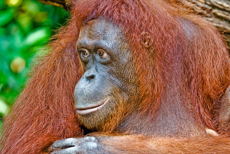 Zoo Orang Utan2.jpg