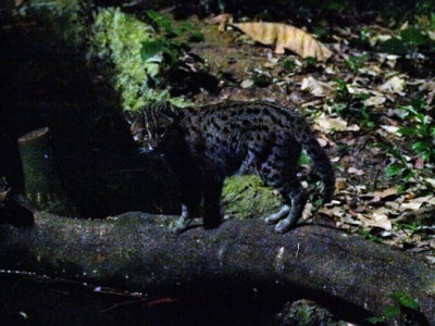 Night Safari Fishing Cat.jpg