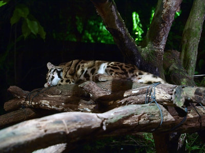 Night Safari Spotted Leopard.jpg