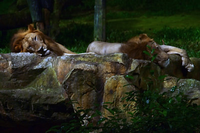 Night Safari Lions.jpg