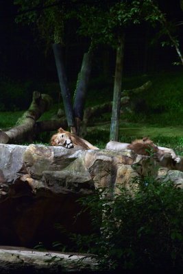 Night Safari Lions2.jpg