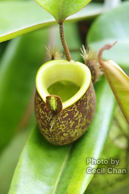 060 Pitcher Plant.jpg