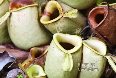 061 Pitcher Plants.jpg