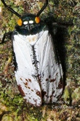 064 Macro Insect.jpg