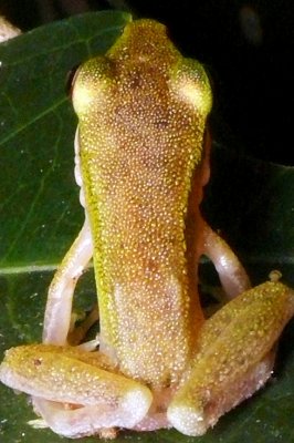 065 Macro Frog.jpg