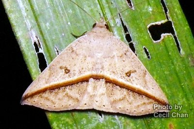 066 Macro Moth.jpg