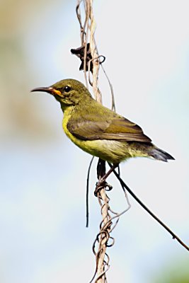 Bintan Nirwarna Gardens Birds01.jpg