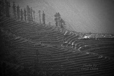 Sapa Rice Terrace.jpg