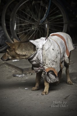 Hanoi StShoot Winter Dog.jpg