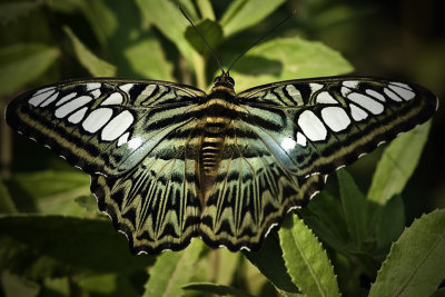 Vietnam Butterfly.jpg