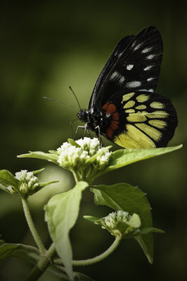 Vietnam Butterfly2.jpg