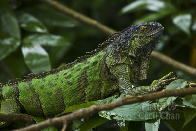 Iguana Bird Park.jpg