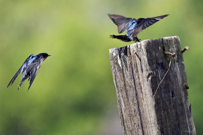 Parit Jawa07 Swallow.jpg