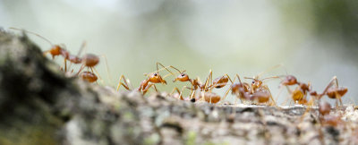 Ants 1DMk4 100mm f2.8 IS Macro II.jpg