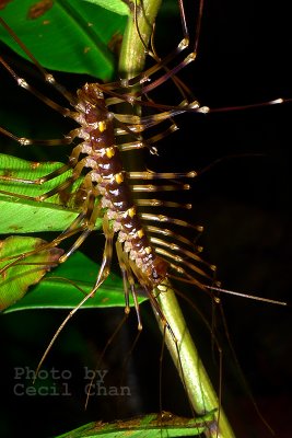Long Legged Centipede sml.jpg