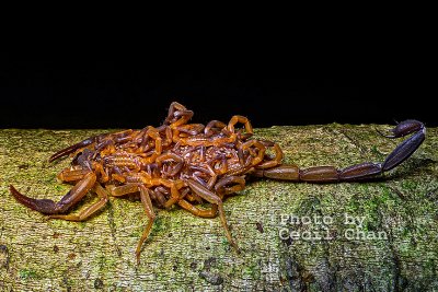 Mama Scorpion with Babies sml.jpg