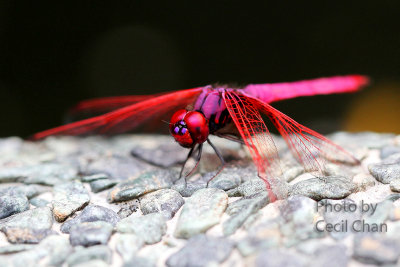 Dragonfly Red sml.jpg