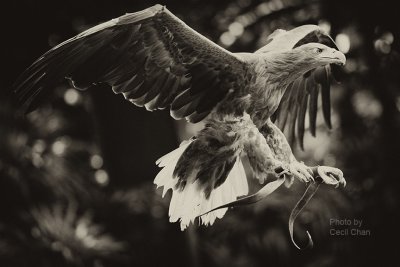 Eagle sml.jpg