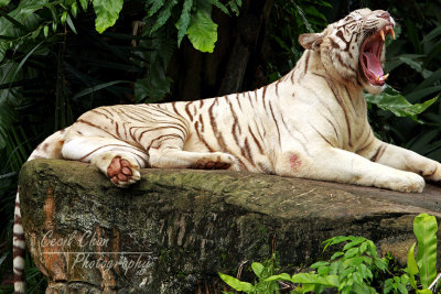 Z004 White Tiger .jpg