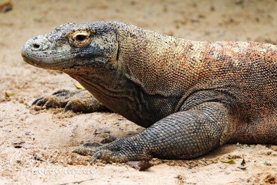 Z017 Komodo Dragon .jpg