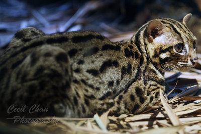 Z020 Leopard Cat .jpg