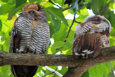 Spotted Wool Owls sml.jpg