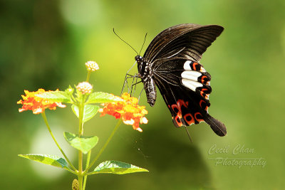 Butterfly Malaysia.jpg