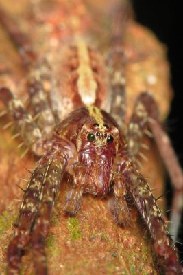 LP71030003 Wolf Spider.jpg