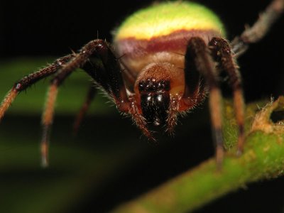 LP71030020 Spider.jpg