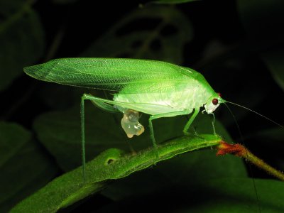 LP71030018 Katydid.jpg