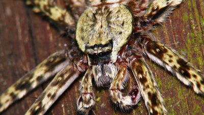 71107008 Wolf Spider.jpg