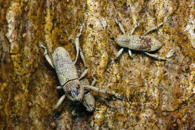 71107014 Weevils.jpg
