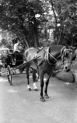 Horse  Carriage.jpg