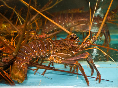 024Xiamen Lobsters.jpg